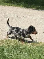Harley, a male Miniature Dachshund for sale in Clinton, MI – 4 of 5