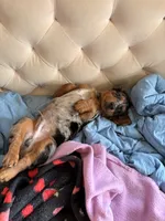 Harley, a male Miniature Dachshund for sale in Clinton, MI – 5 of 5