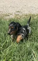 Harley, a male Miniature Dachshund for sale in Clinton, MI – 1 of 5