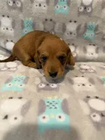 Boy 1 Blue collar, a male Miniature Dachshund for sale in Grand Valley, PA – 2 of 10