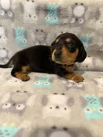 Girl 2 Orange Collar, a female Miniature Dachshund for sale in Grand Valley, PA – 7 of 7