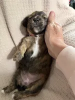 Girl 3 Pink collared puppy , a female Dachshund for sale in Grand Valley, PA – 6 of 6