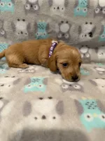 girl 1 Purple Collar, a female Miniature Dachshund for sale in Grand Valley, PA – 3 of 6