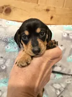 Girl 2 Orange Collar, a female Miniature Dachshund for sale in Grand Valley, PA – 4 of 7