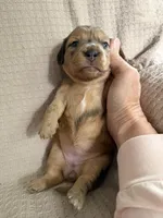 Girl 2 Purple collared puppy , a female Dachshund for sale in Grand Valley, PA – 5 of 9