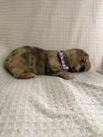 Girl 2 Purple collared puppy , a female Dachshund for sale in Grand Valley, PA – 9 of 9