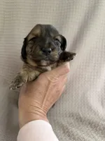 Girl 3 Pink collared puppy , a female Dachshund for sale in Grand Valley, PA – 2 of 6