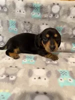 Girl 2 Orange Collar, a female Miniature Dachshund for sale in Grand Valley, PA – 6 of 7