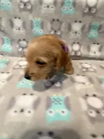 girl 1 Purple Collar, a female Miniature Dachshund for sale in Grand Valley, PA – 6 of 6