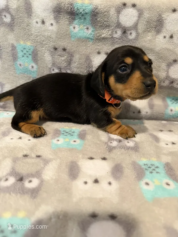 Girl 2 Orange Collar – Miniature Dachshund puppy for sale in Grand Valley, PA