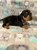 Girl 2 Orange Collar, a female Miniature Dachshund for sale in Grand Valley, PA – 1 of 7