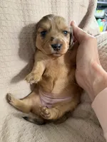 Girl 1 Orange collar, a female Dachshund for sale in Grand Valley, PA – 8 of 8