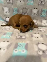 Boy 1 Blue collar, a male Miniature Dachshund for sale in Grand Valley, PA – 7 of 10