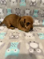 Boy 1 Blue collar, a male Miniature Dachshund for sale in Grand Valley, PA – 8 of 10