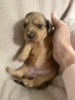 Girl 1 Orange collar, a female Dachshund for sale in Grand Valley, PA – 4 of 8