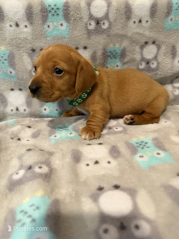 Boy 2 Green collar  – Miniature Dachshund puppy for sale in Grand Valley, PA