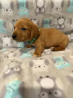 Boy 2 Green collar , a male Miniature Dachshund for sale in Grand Valley, PA – 1 of 7
