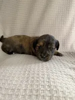 Girl 3 Pink collared puppy , a female Dachshund for sale in Grand Valley, PA – 5 of 6