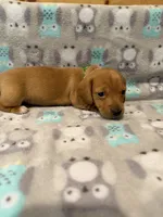 Boy 2 Green collar , a male Miniature Dachshund for sale in Grand Valley, PA – 4 of 7