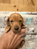 Boy 2 Green collar , a male Miniature Dachshund for sale in Grand Valley, PA – 5 of 7