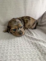 Girl 2 Purple collared puppy , a female Dachshund for sale in Grand Valley, PA – 6 of 9
