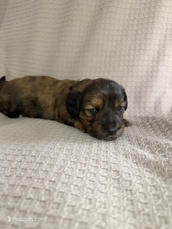 Girl 3 Pink collared puppy , a female Dachshund for sale in Grand Valley, PA – 1 of 6