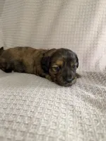 Girl 3 Pink collared puppy , a female Dachshund for sale in Grand Valley, PA – 1 of 6