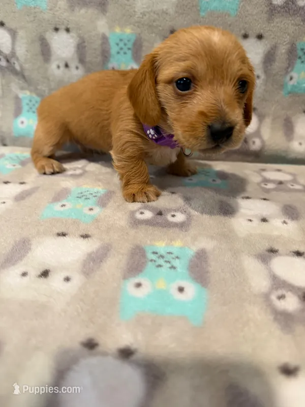 girl 1 Purple Collar – Miniature Dachshund puppy for sale in Grand Valley, PA