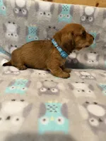 Boy 1 Blue collar, a male Miniature Dachshund for sale in Grand Valley, PA – 9 of 10
