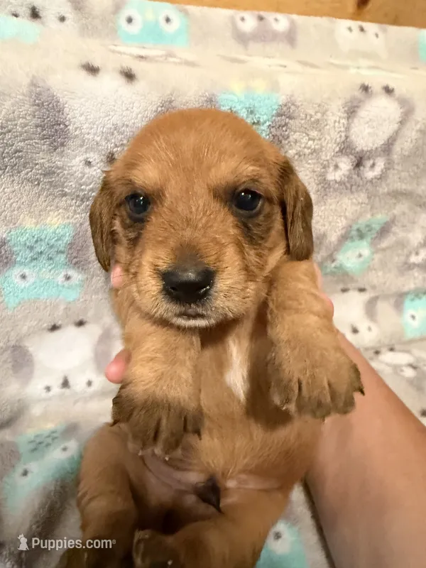 Boy 1 Blue collar – Miniature Dachshund puppy for sale in Grand Valley, PA