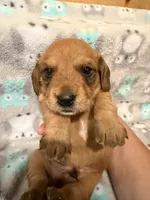 Boy 1 Blue collar, a male Miniature Dachshund for sale in Grand Valley, PA – 1 of 10