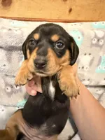 Girl 2 Orange Collar, a female Miniature Dachshund for sale in Grand Valley, PA – 2 of 7