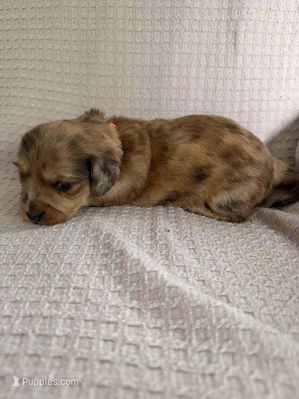 Girl 1 Orange collar – Dachshund puppy for sale in Grand Valley, PA