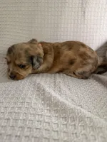 Girl 1 Orange collar, a female Dachshund for sale in Grand Valley, PA – 1 of 8