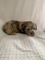 Girl 2 Purple collared puppy , a female Dachshund for sale in Grand Valley, PA – 8 of 9