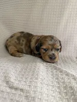 Girl 2 Purple collared puppy , a female Dachshund for sale in Grand Valley, PA – 1 of 9
