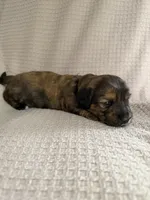Girl 3 Pink collared puppy , a female Dachshund for sale in Grand Valley, PA – 3 of 6