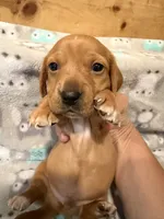 Boy 2 Green collar , a male Miniature Dachshund for sale in Grand Valley, PA – 2 of 7