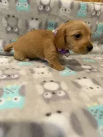 girl 1 Purple Collar, a female Miniature Dachshund for sale in Grand Valley, PA – 2 of 6