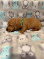 Boy 2 Green collar , a male Miniature Dachshund for sale in Grand Valley, PA – 7 of 7
