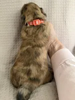 Girl 1 Orange collar, a female Dachshund for sale in Grand Valley, PA – 2 of 8