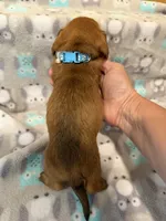 Boy 1 Blue collar, a male Miniature Dachshund for sale in Grand Valley, PA – 4 of 10