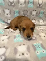 Boy 1 Blue collar, a male Miniature Dachshund for sale in Grand Valley, PA – 3 of 10