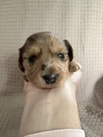 Girl 1 Orange collar, a female Dachshund for sale in Grand Valley, PA – 3 of 8
