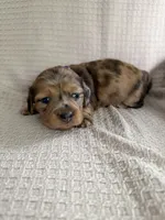 Girl 2 Purple collared puppy , a female Dachshund for sale in Grand Valley, PA – 2 of 9