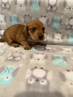 Boy 1 Blue collar, a male Miniature Dachshund for sale in Grand Valley, PA – 6 of 10