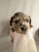 Girl 1 Orange collar, a female Dachshund for sale in Grand Valley, PA – 6 of 8