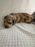 Girl 1 Orange collar, a female Dachshund for sale in Grand Valley, PA – 7 of 8