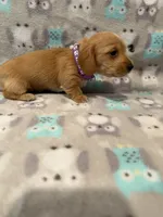 girl 1 Purple Collar, a female Miniature Dachshund for sale in Grand Valley, PA – 4 of 6