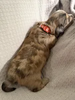 Girl 1 Orange collar, a female Dachshund for sale in Grand Valley, PA – 5 of 8